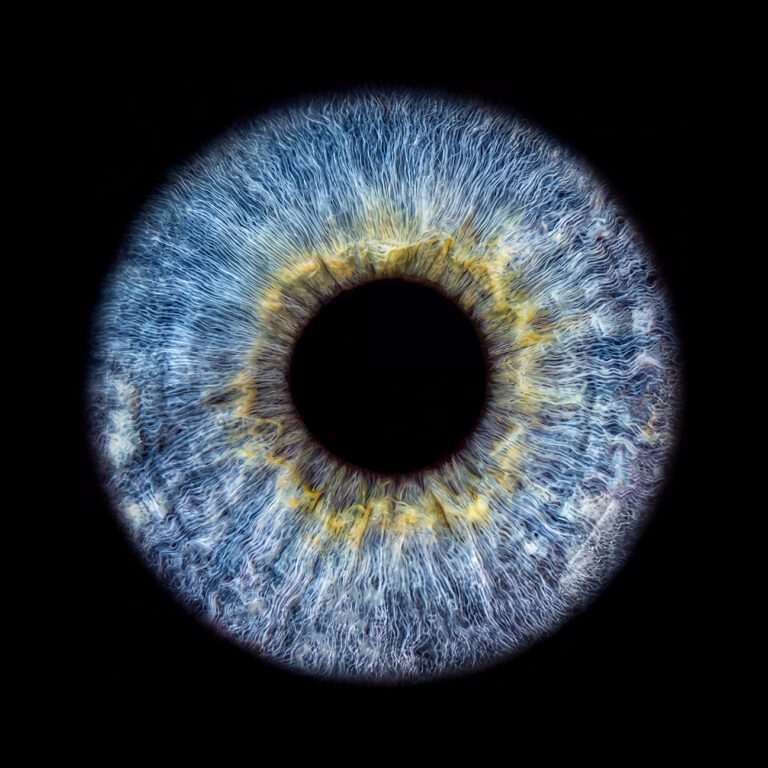 Iris bleu ellie