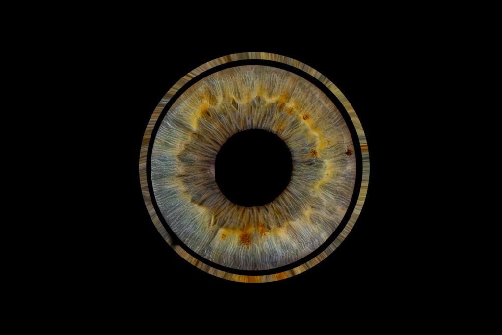 photographie d'iris bleu dans le gers