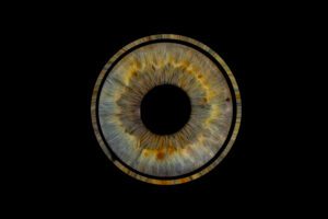 photographie d'iris bleu dans le gers