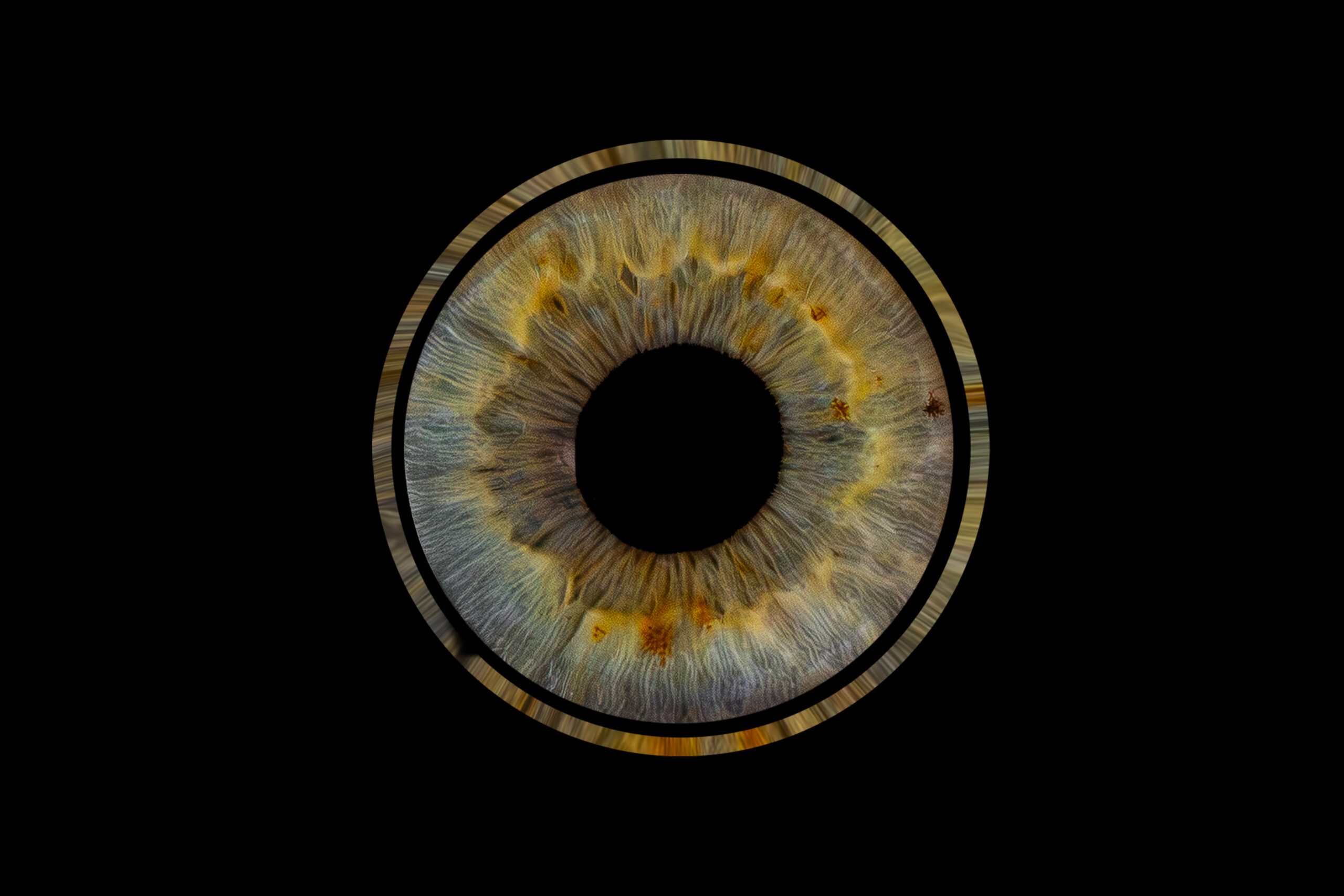 photographie d'iris bleu dans le gers
